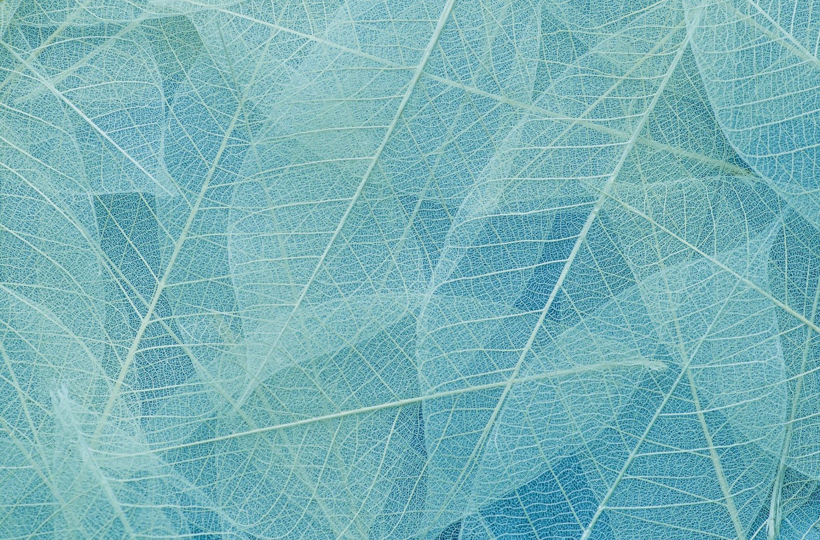A close-up of translucent, overlapping leaves with visible veins in shades of blue and green, creating an intricate and delicate pattern.
